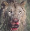 A bloody lion