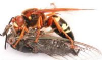 Cicada Killer wasp