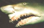 Sand Tiger shark